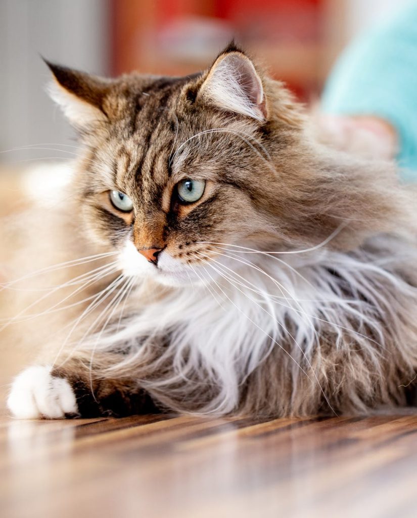 Which Cat Breeds are Hypoallergenic