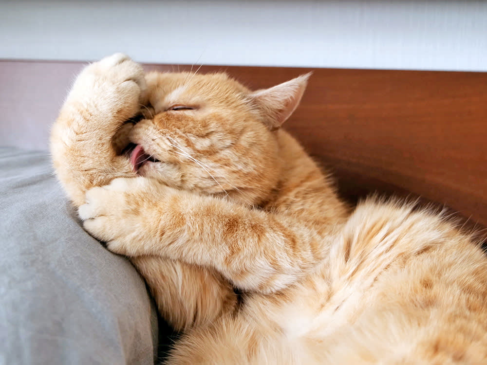 Why Do Cats Bite Themselves When Grooming