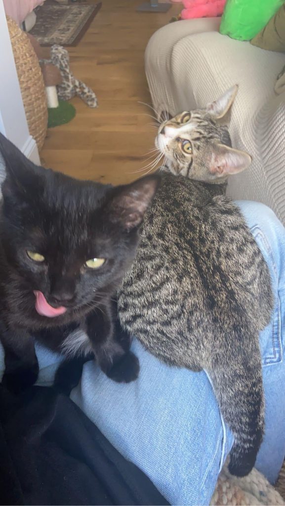 Why Do Cats Bite When Grooming