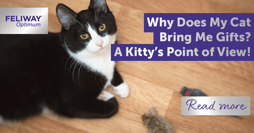 Why Do Cats Bring You Toys
