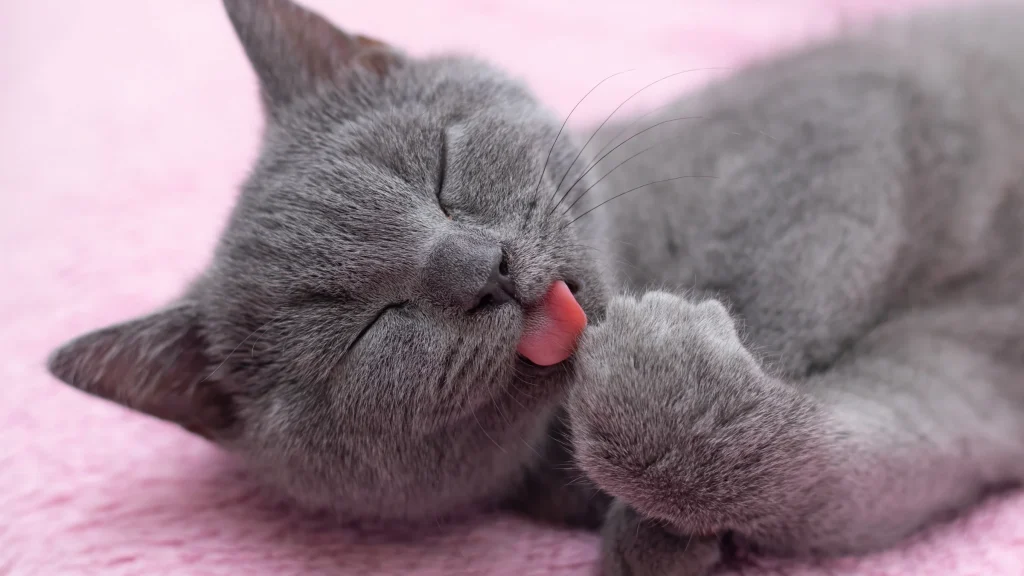 Why Do Cats Constantly Groom Themselves