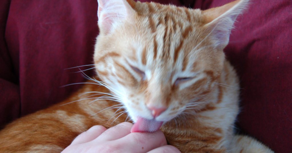 Why Do Cats Groom Humans