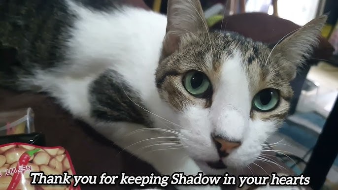 Why Do Cats Groom Themselves After Eating