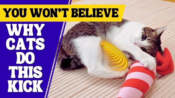 Why Do Cats Kick Their Toys