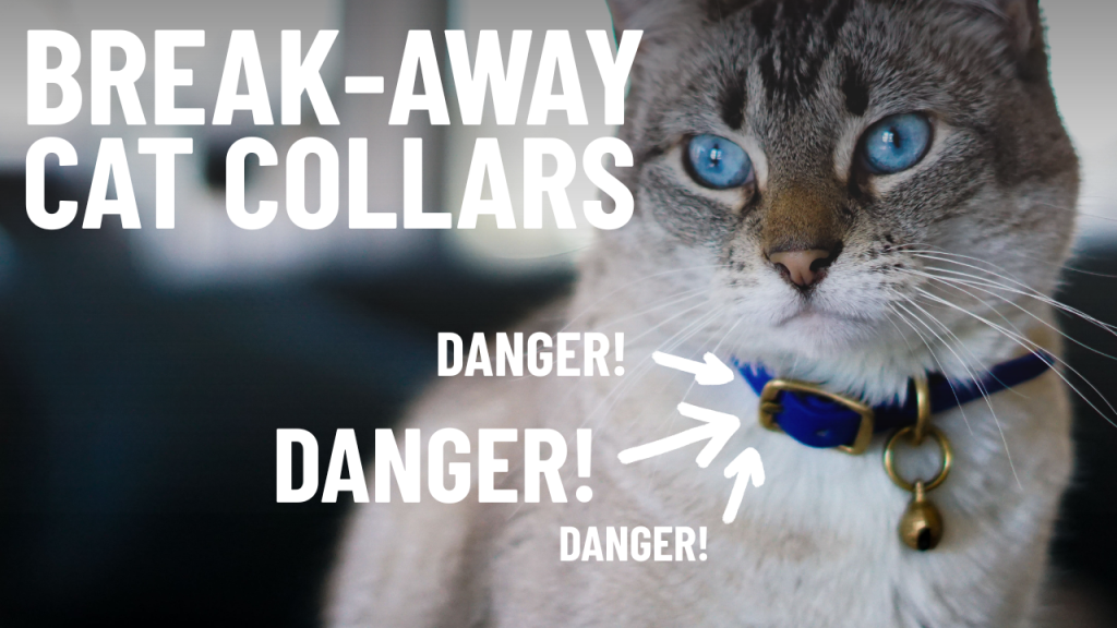 Why Do Cats Need Breakaway Collars