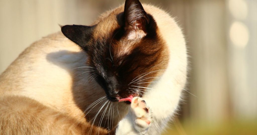 Why Do Cats Over Groom Themselves