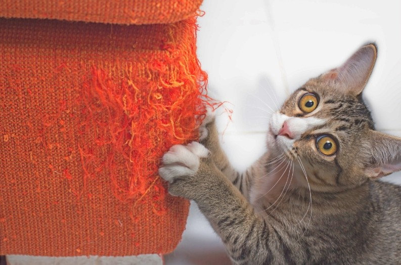 Why Do Cats Scratch Carpet