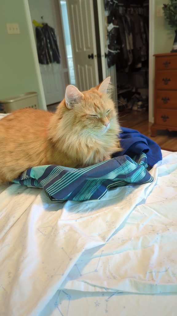 Why Do Cats Sleep on Your Clothes