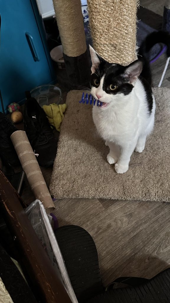 Why Does My Cat Bring Me Toys