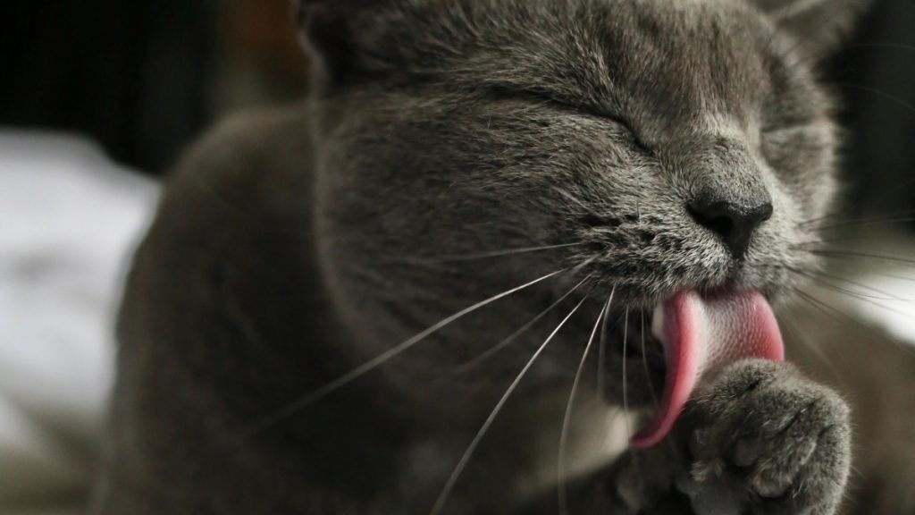 Why Does My Cat Groom Herself So Much