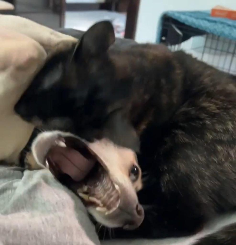Why Does My Cat Groom My Dog
