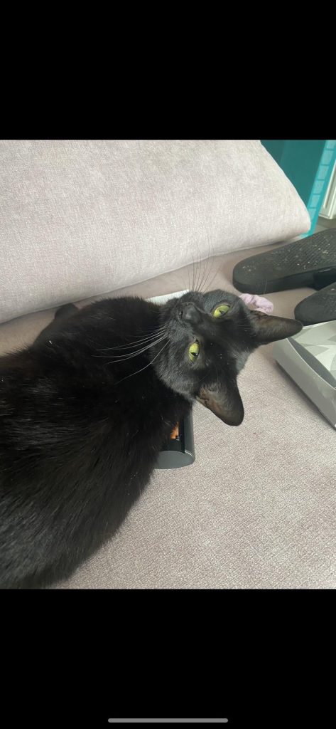Why Does My Cat Groom So Much