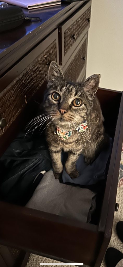 Why Does My Cat Lay on My Clothes