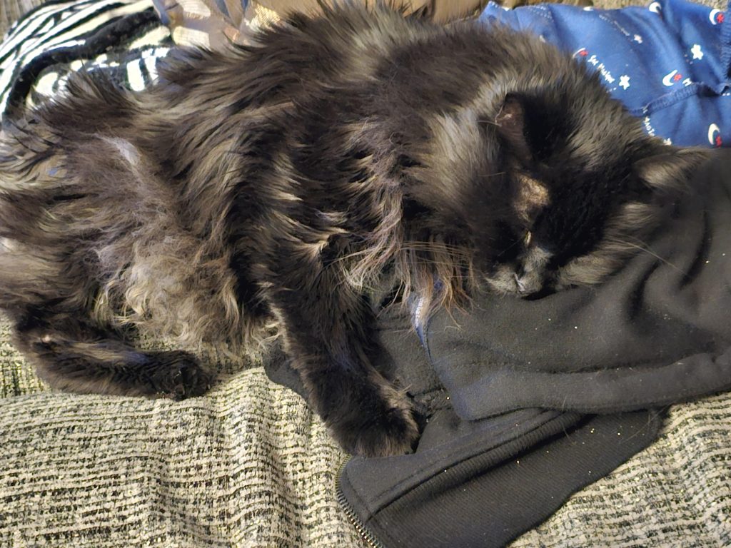 Why Does My Cat Like to Sleep on My Clothes