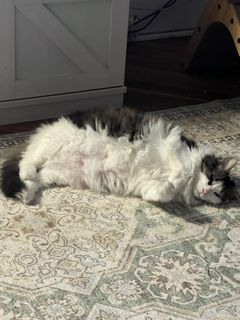Why Does My Cat Over Groom