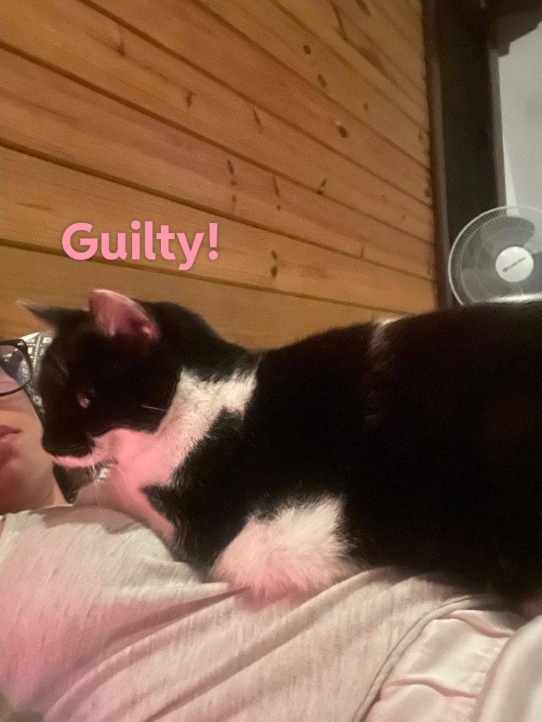 Why Does My Cat Pee on Clothes