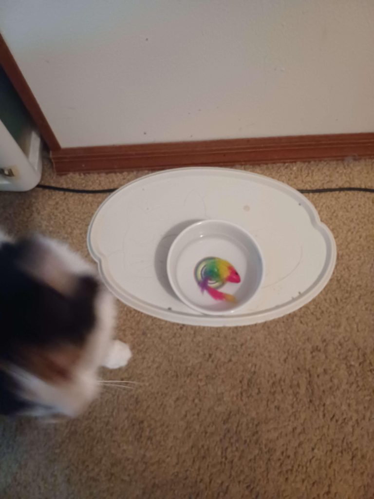 Why Does My Cat Put Toys in His Food Bowl