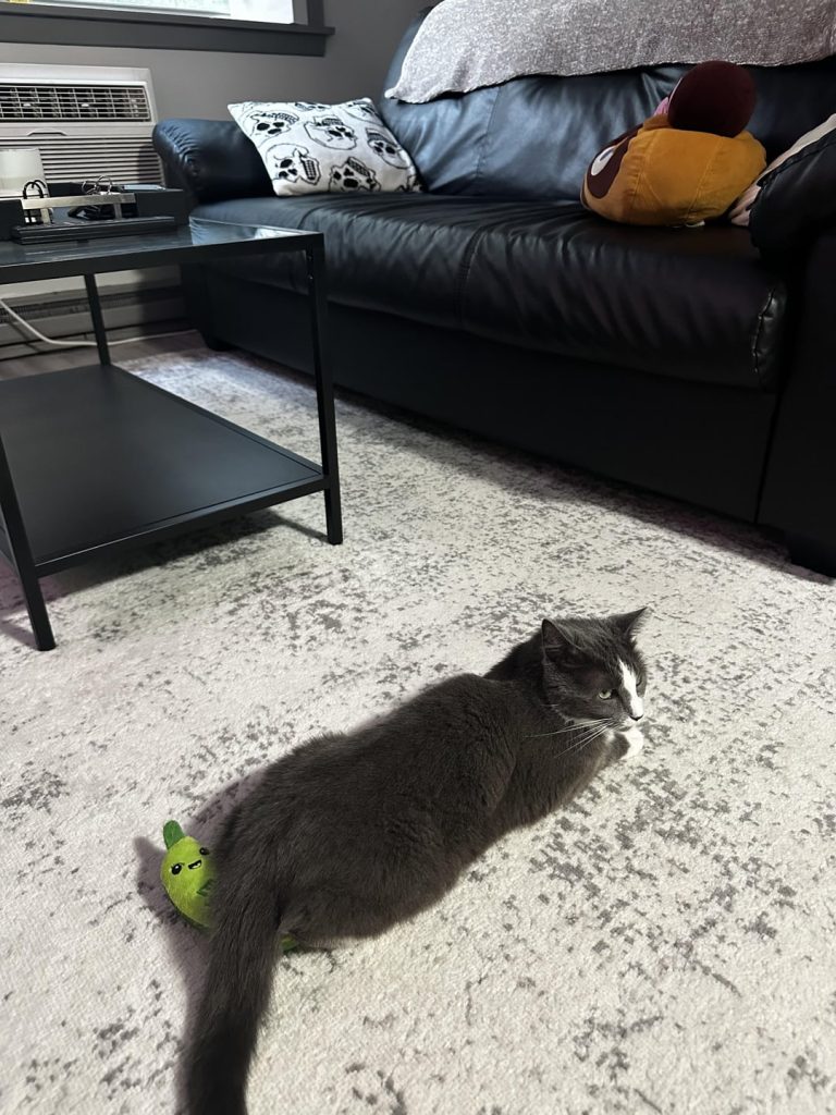 Why Does My Cat Sit on Her Toys