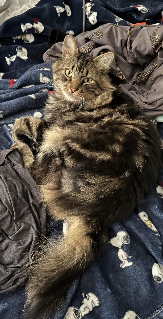 Why Does My Cat Sleep on My Dirty Clothes