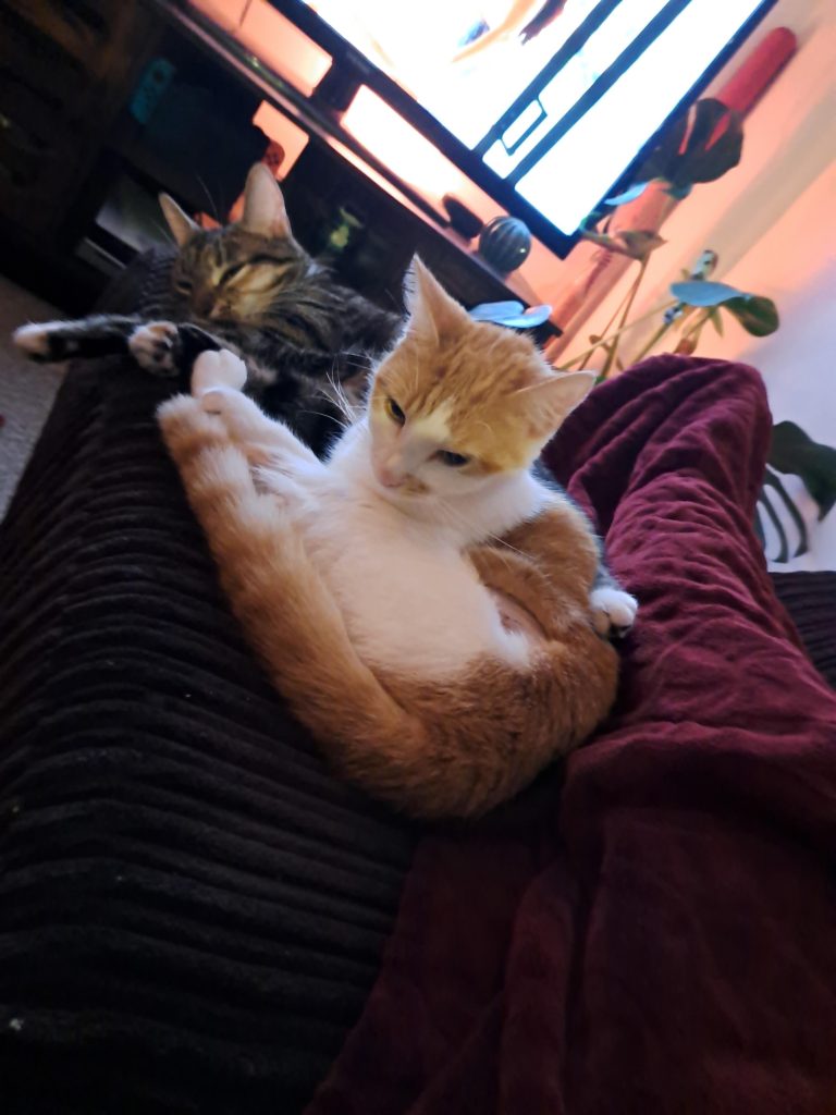 Why Does My Cat Try to Groom Me