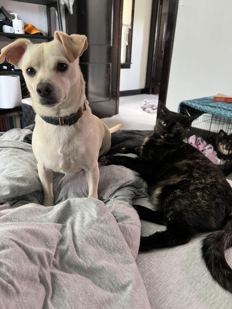 Why Does My Dog Groom My Cat