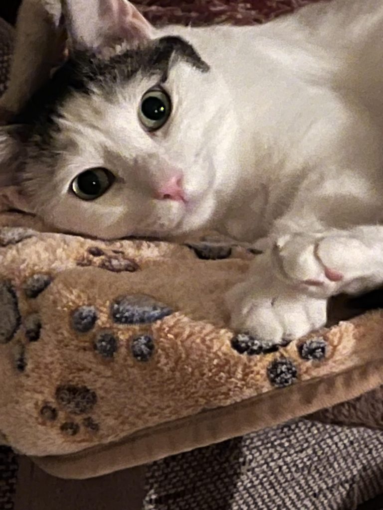 Why is Cat Adoption So Difficult