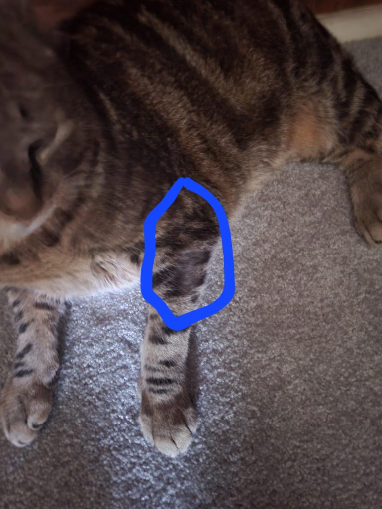 Why is My Cat Biting Herself While Grooming